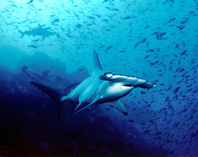 shark1