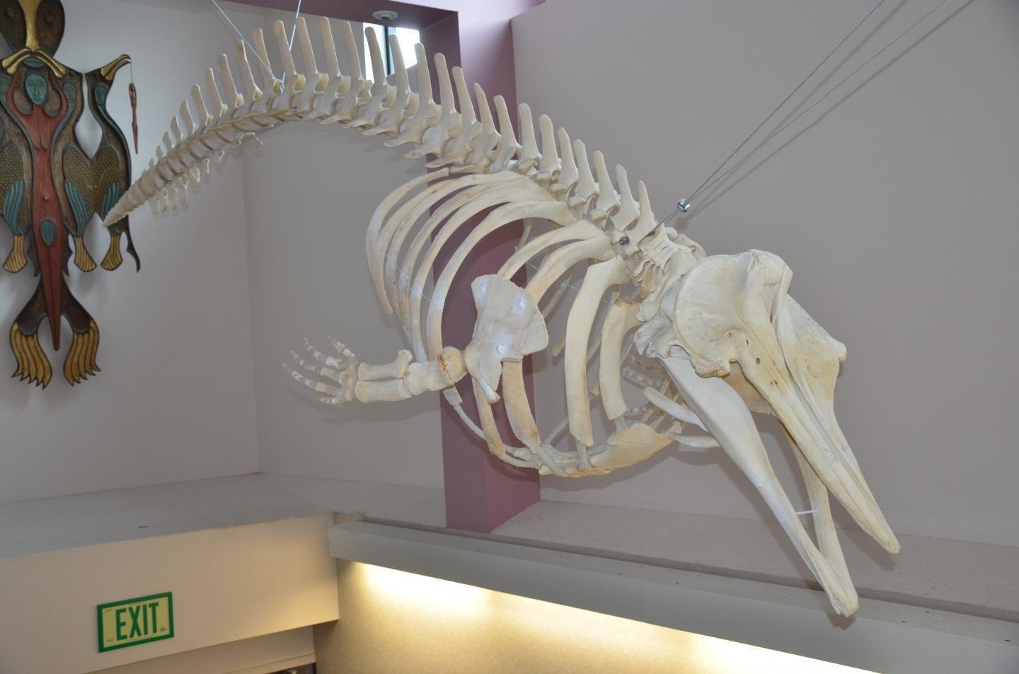 skeleton_custom-137acdb1ca583519cc1f9c8006576c9a90cd161f-s1500-c85