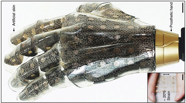 skin