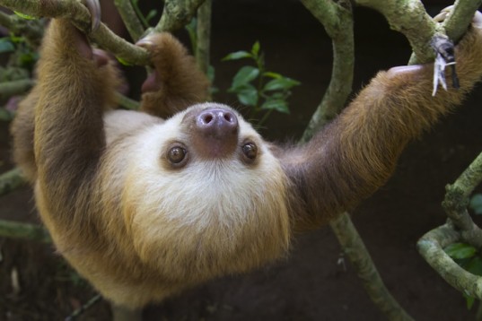 sloth1