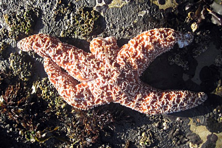 sea star wasting disease