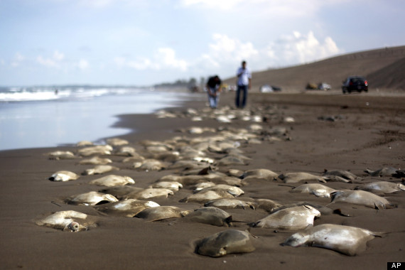 APTOPIX Mexico Dead Stingrays