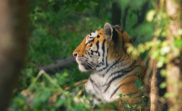 tiger-592x361
