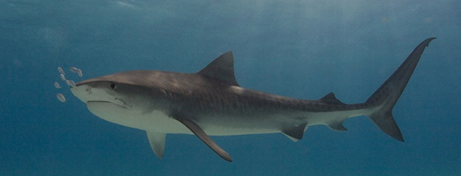 tiger shark_top