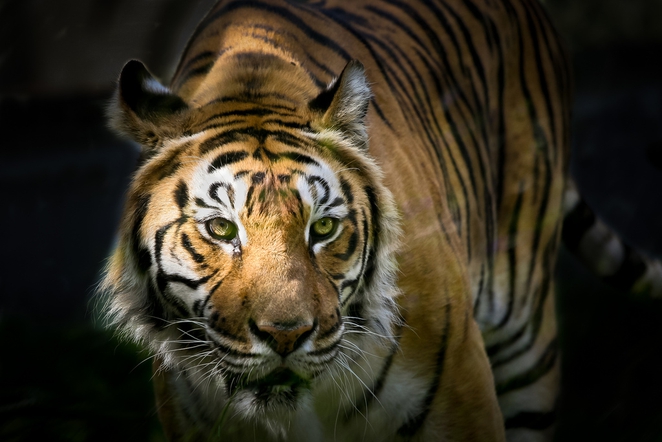 tiger