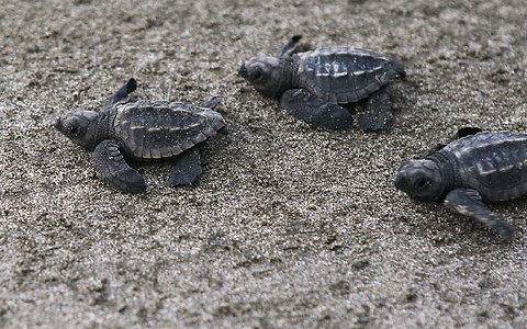 turtle-blog