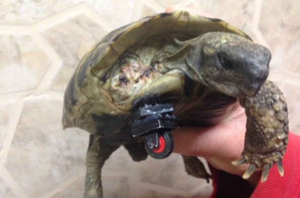 turtle