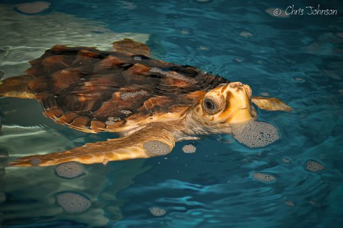turtles2