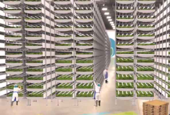 verticalfarm-592x399