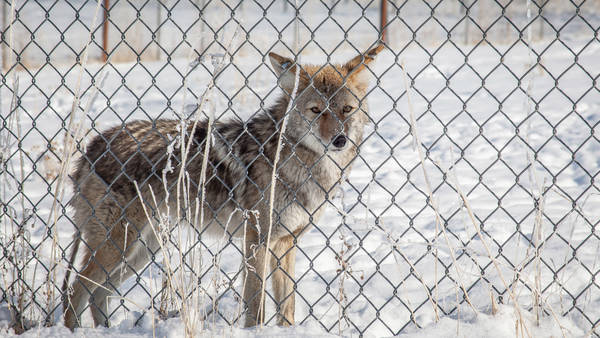 a controversial coyote hunting program-- Utah recently upped the bounty for coyotes to $50 a head.