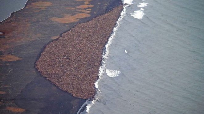walrus