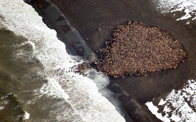 walrus2