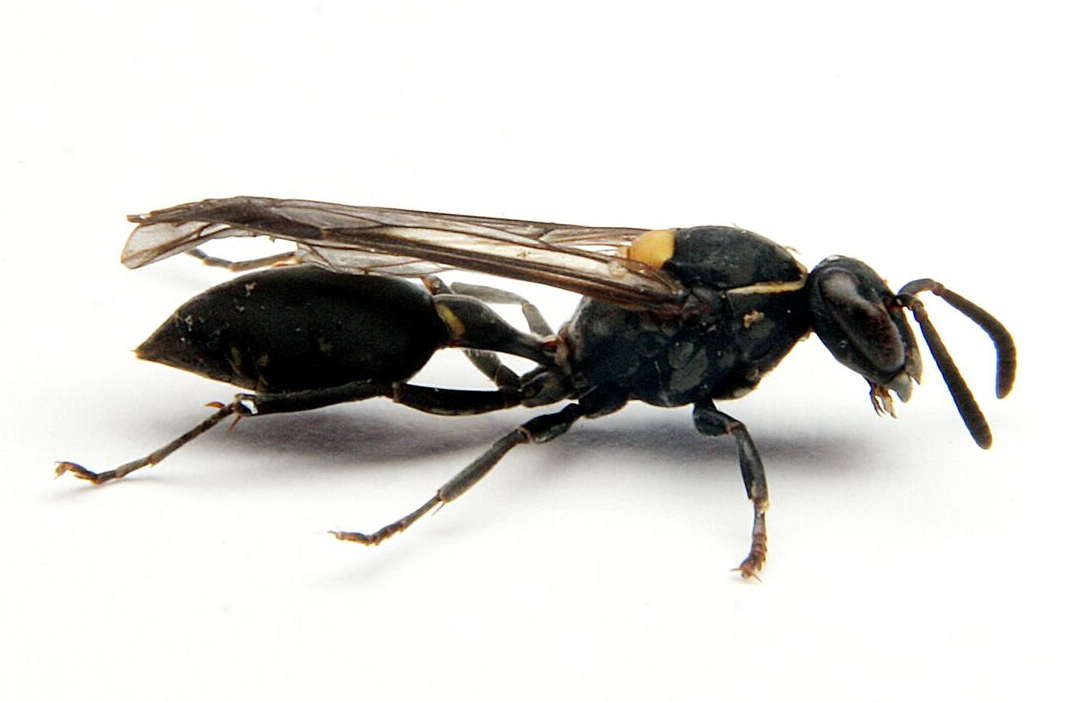 wasp