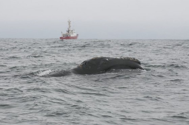 whale1