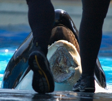NAKAI orca, injured orca, SeaWorld