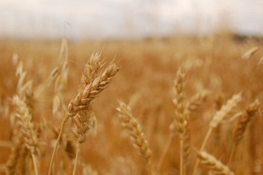 wheat-ozone