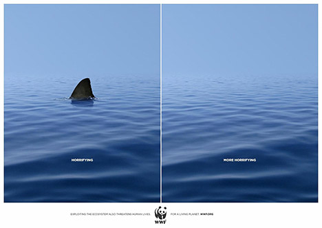 wwf-shark-ad-image