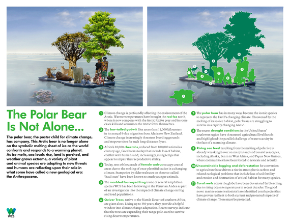 2015-12-14-1450113966-2836545-The_Polar_Bear_Is_Not_Alone31-thumb