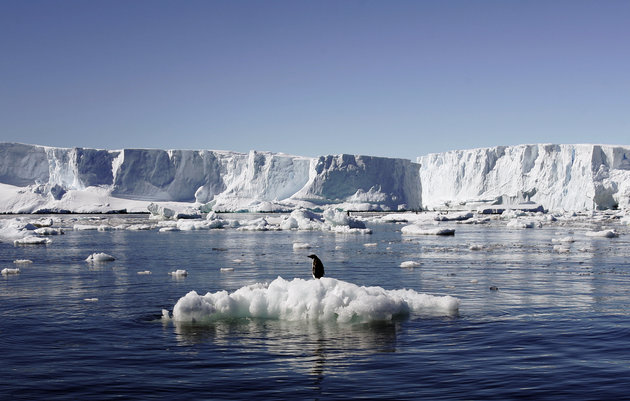 An Adelie penguin stands atop a block of melting ice near the French station at Dumont dUrville in East Antarctica