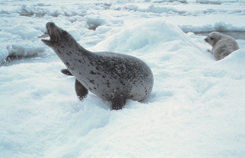 A_mother_seal_voicing_its_displeasure_at_human_intrusion