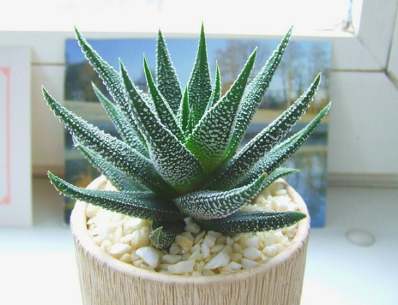 Aloe-Vera-Plant