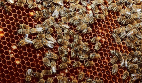 Bees-592x349