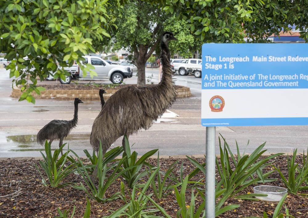 Emu