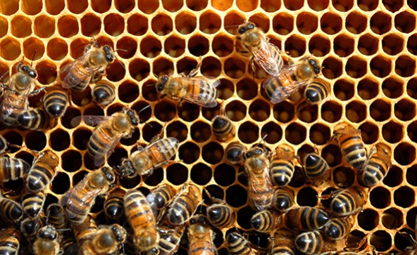 Honeybees