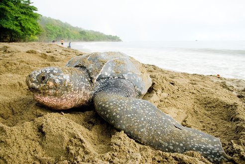 Leatherback_Turtle_Rod_Mast