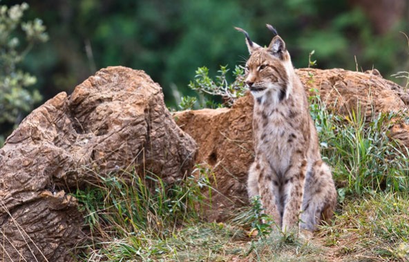 Lynx