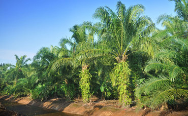 Palm