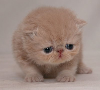 Sad_cat