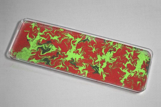 bacteria2