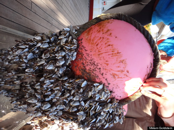 barnacle