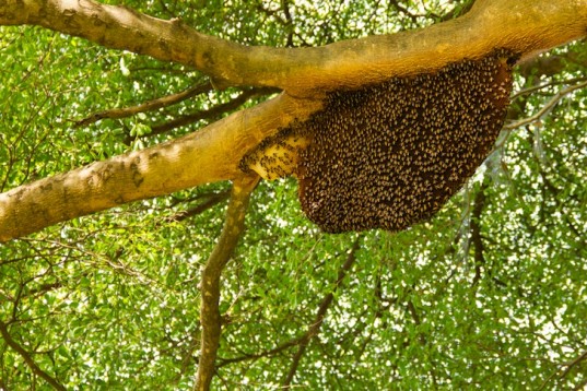 bee2