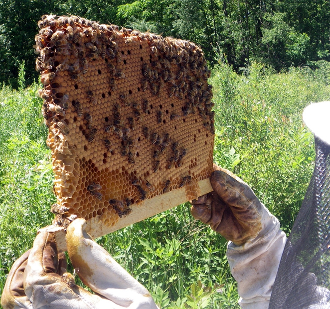 bee