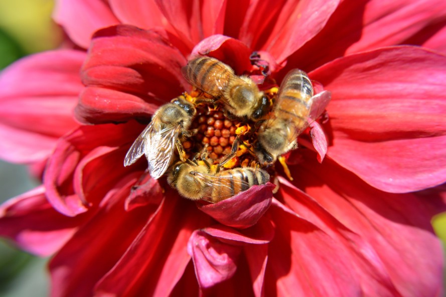 bees-on-a-flower-889x592 (2)