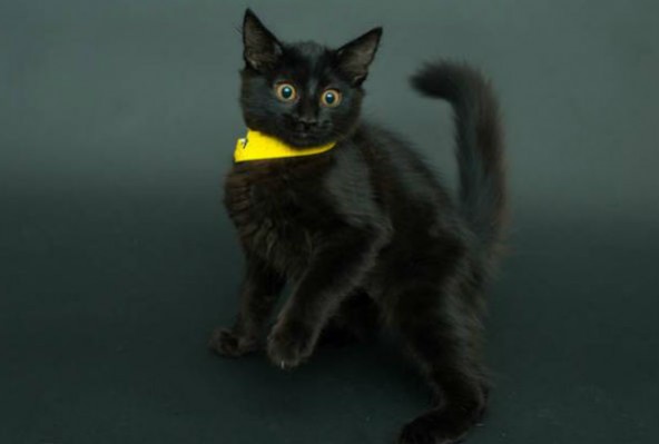 black-cat-592x399
