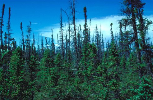 black-spruce