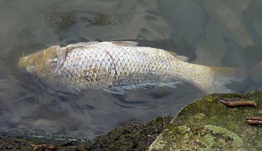 carp1