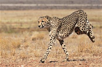 cheetah