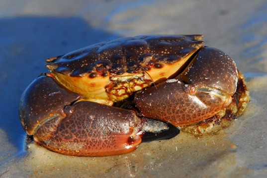 crab1