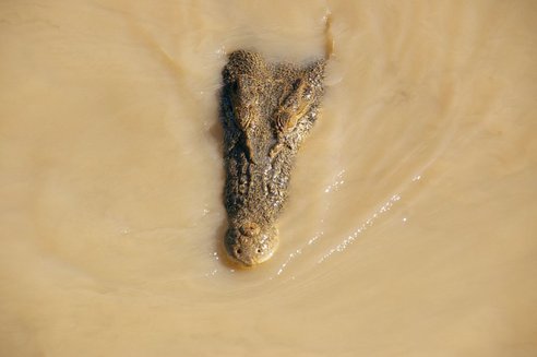 crocodile