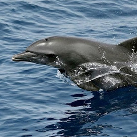 dolphin