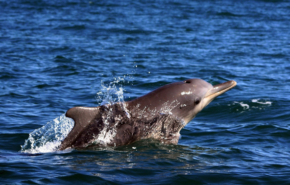 dolphin
