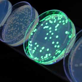 ecoli