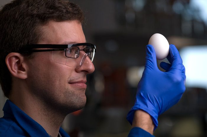 egg