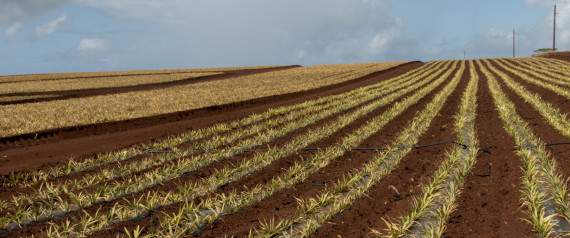 farming