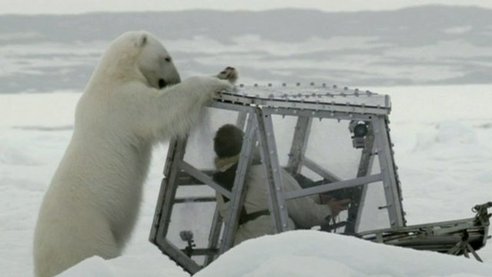 film-crew-with-polar-bear-bbc
