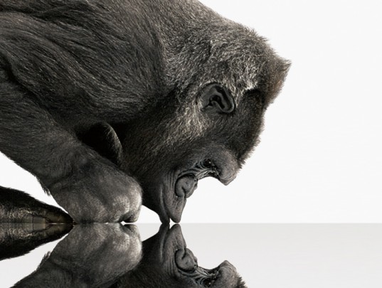 gorilla1